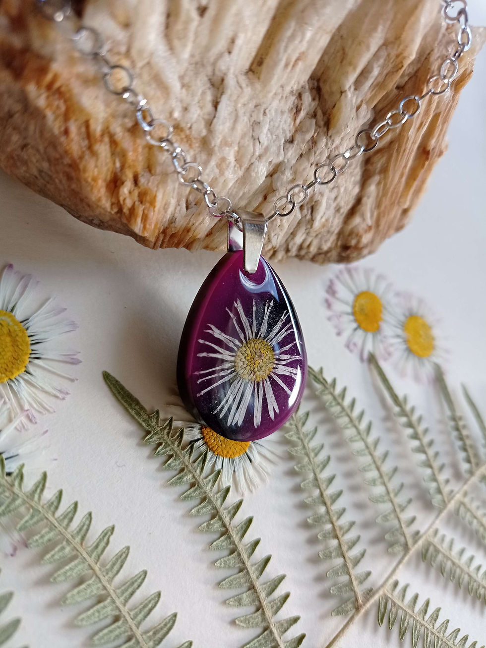 Miniatura: Bellis 