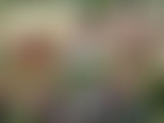 Dia Internacional da Mulher terá programação especial com feira de plantas na Parangaba