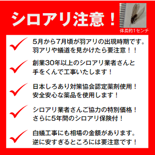白蟻注意