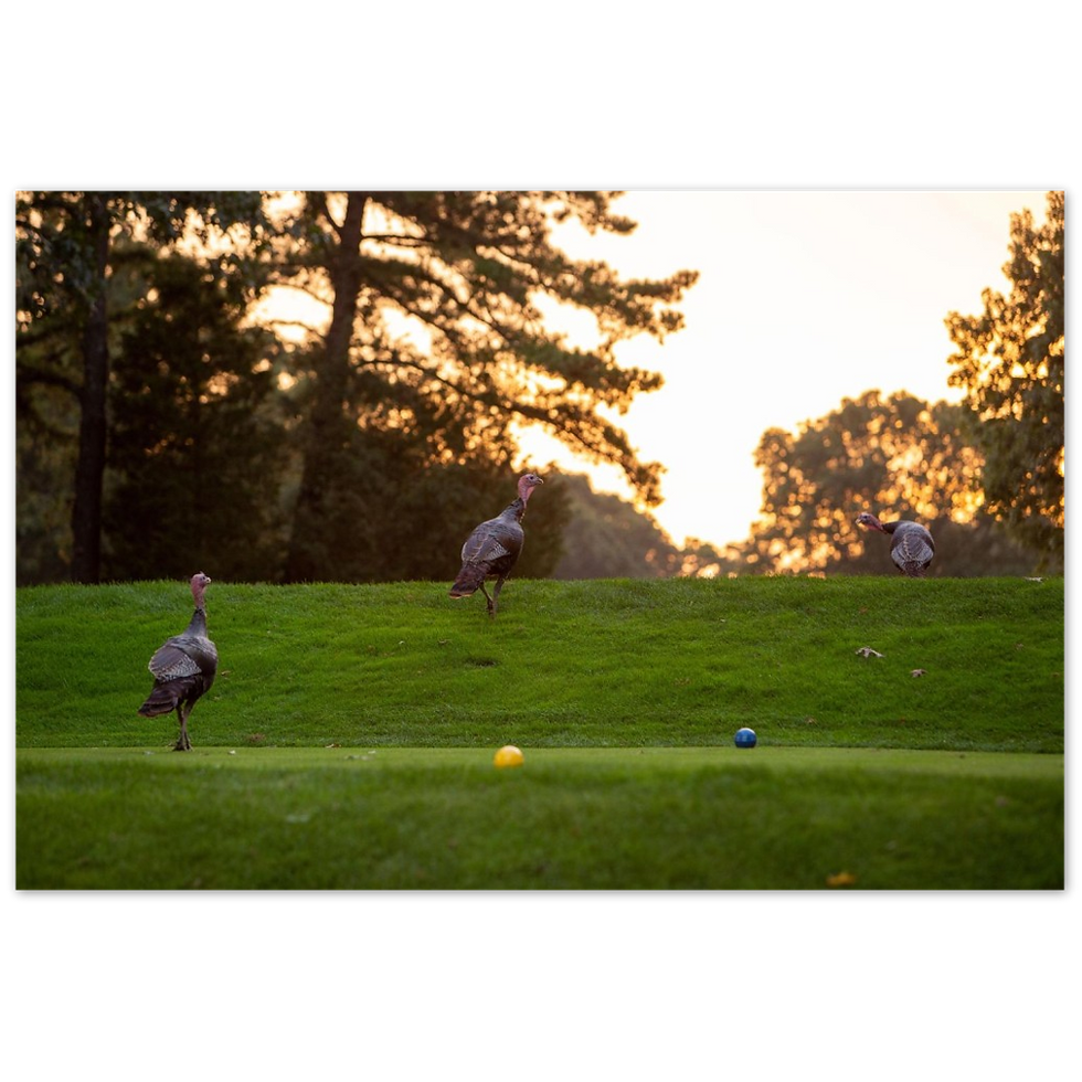 Thumbnail: Turkeys - Aluminum Print - Sharon Country Club