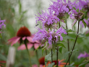 Rita Tomassetti - Lasioglossum sp on Mondarda Fistulosa, Leola, Summer 2022(1).JPG