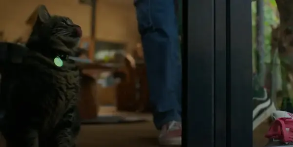 Bring Her Back - film - Australia - Adelaide - Trained Film cats