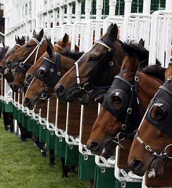 course hippique