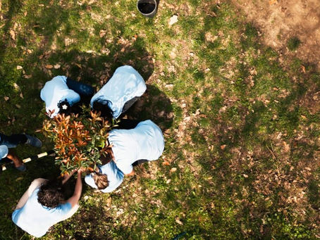 Ecological Restoration: More Than Just Planting Trees