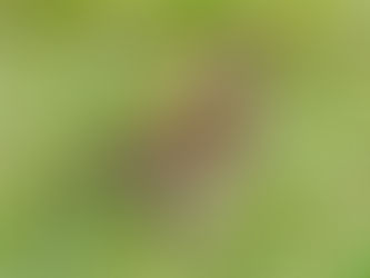 CCT: MOBILITA' VENATORIA 2020-2021