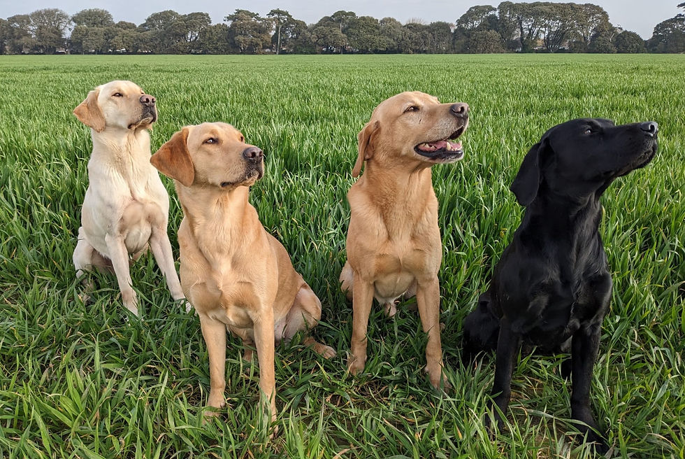 Current SussexSharp Gun Dogs