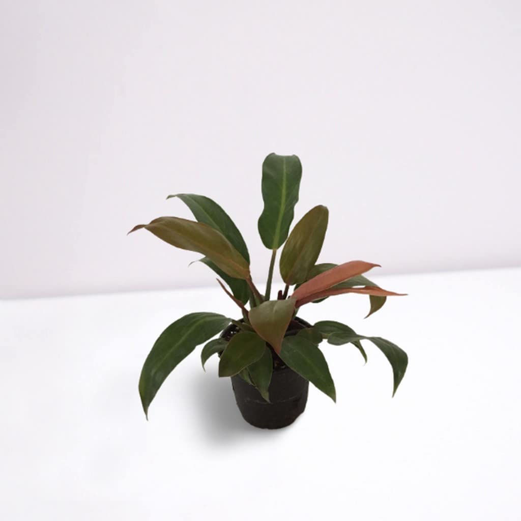Philodendron (Red Emerald)