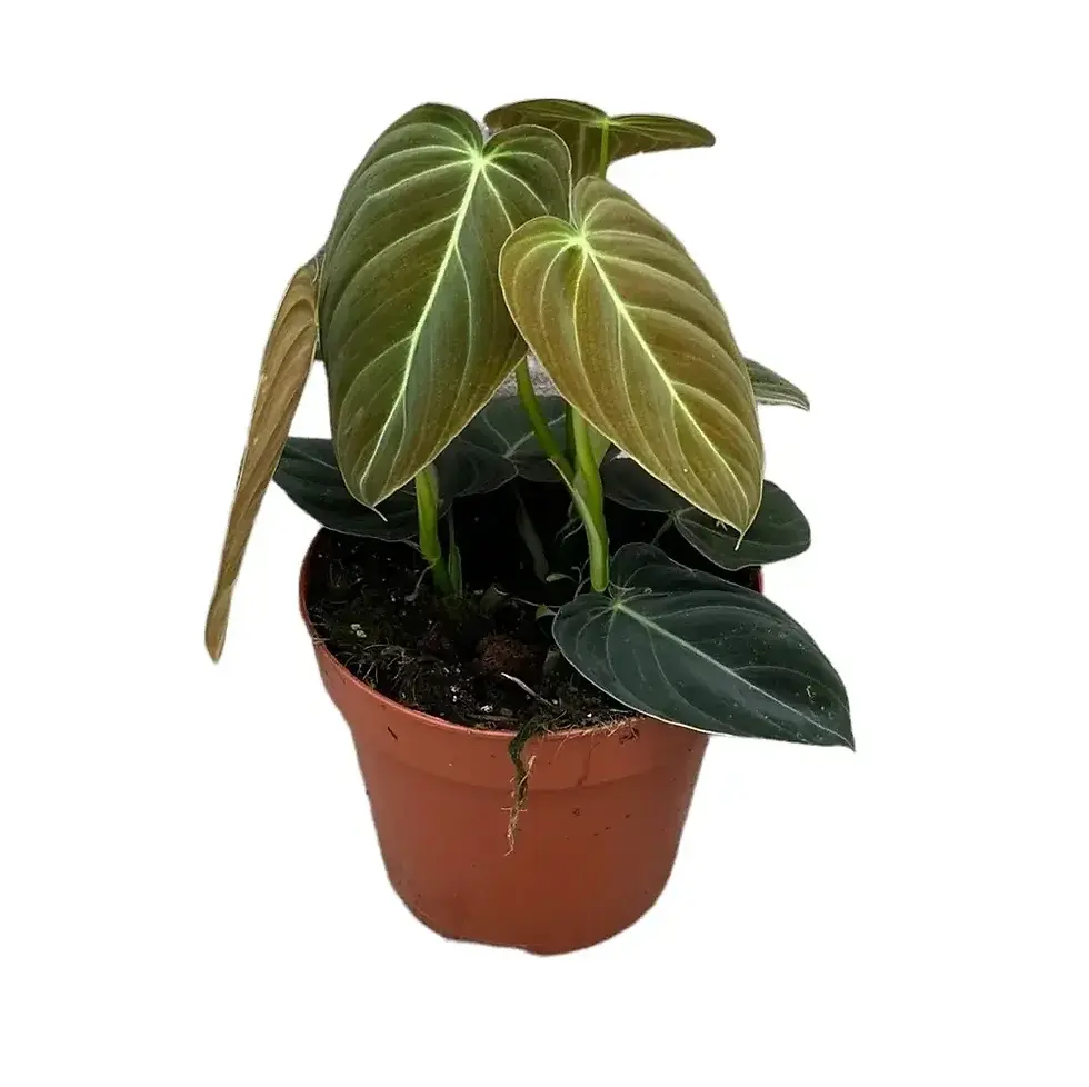 Philodendron melanochrysum(Black Gold Philodendron)