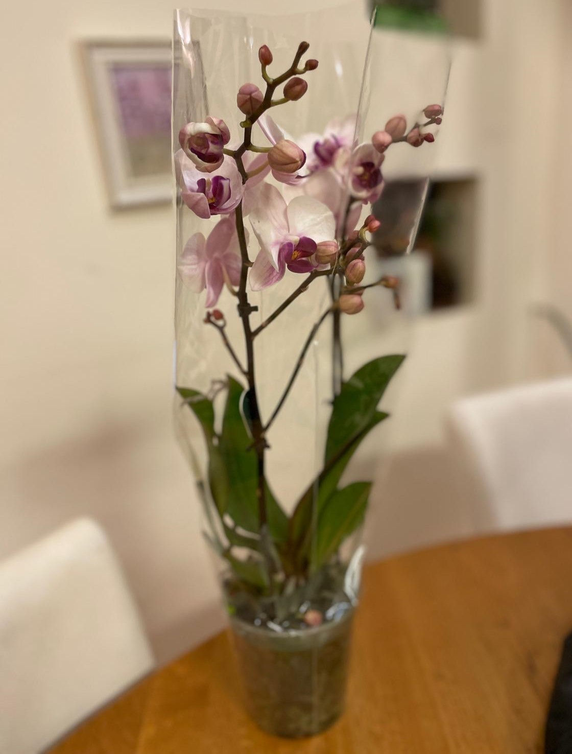 סחלב אופציה 1