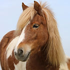 Pony van Shetlandponystal Het Zesspan - Maxientje