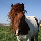 Pony van Shetlandponystal Het Zesspan - Joepelientje