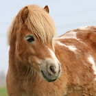 Pony van Shetlandponystal Het Zesspan - Jerolientje