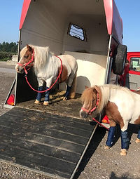 Ponyrijden op locatie