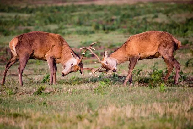 DEER RUT EXPERIENCE AT BRADGATE PARK £12.50