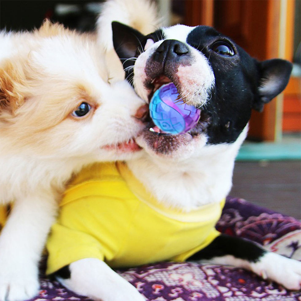 Thumbnail: Pet Dog Squeaky Toys Ball Puppy Chew Toys Sound Pure Natural Non-toxic Rubber Ou