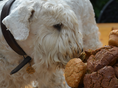Seasmolt is the site for Sealyhams and recreation on the Kent coast. Join us as we traverse the coast and experience the world around us. Photographs, food, drink, the sea, the sky.