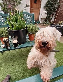 Sealyham scruff woof