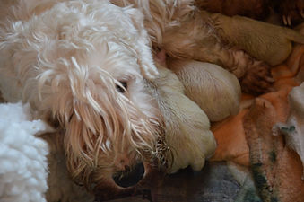 Poppy Sealyham Seasmolt Puppies