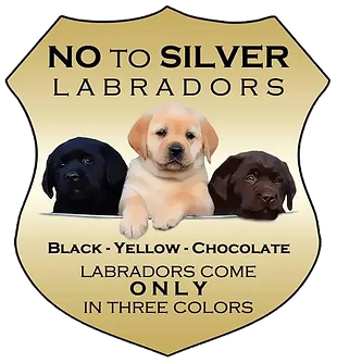 Les chiots Labradors Grillo'S Spirit chocolats et noirs Landes