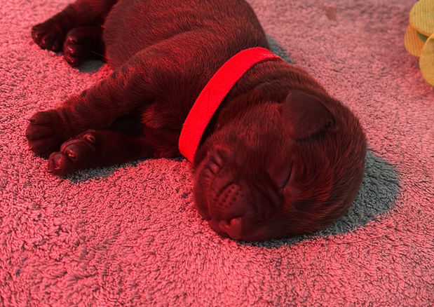 Les premiers jours de vie d'un chiot labrador chocolat