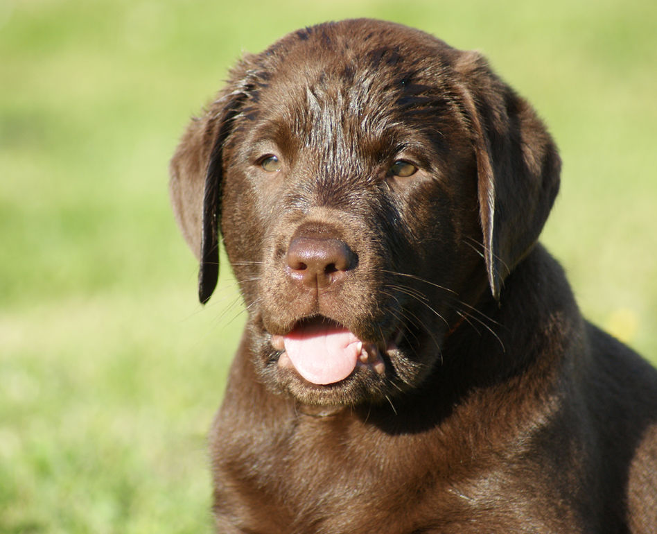petit bouille de Chiot labrador chocolat 