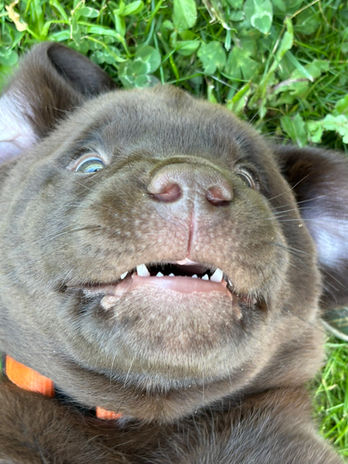 bébés labradors