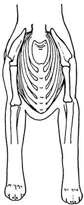 Standard du labrador avant