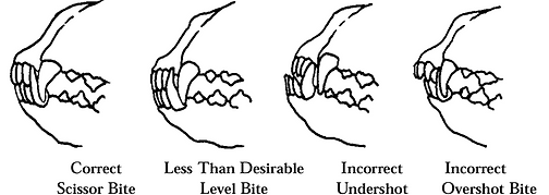 Standard du labrador machoire
