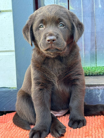 Bébé labrador chocolat