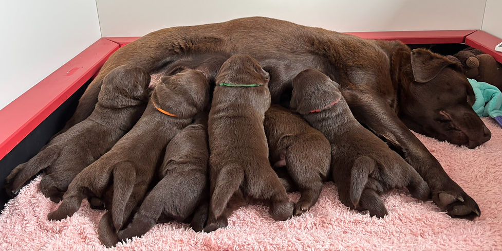 Chienne labrador chocolat avec ses bébés