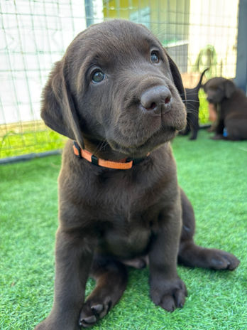 bébés labradors