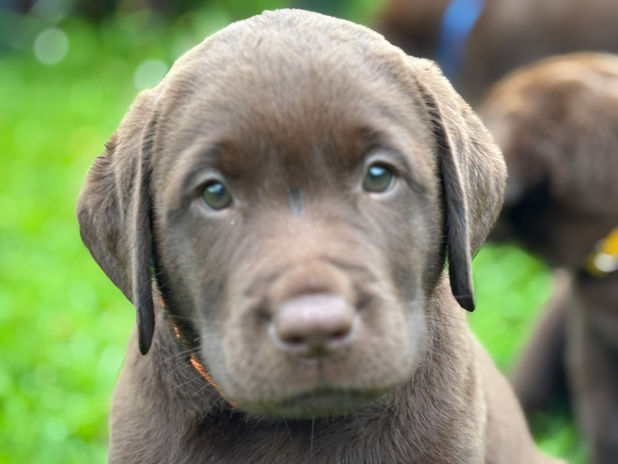 bébés labradors