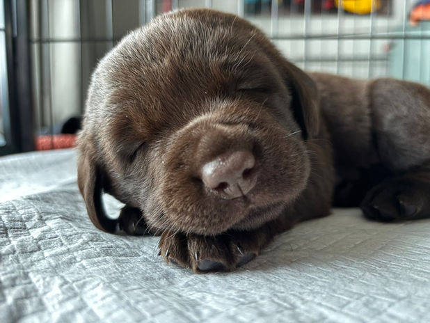 Bébé labrador chocolat