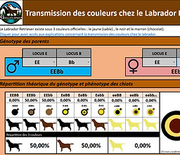 génétique transmission couleurs labrador