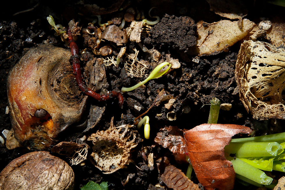 Hacer compost en casa o el placer de convertir residuos en vida