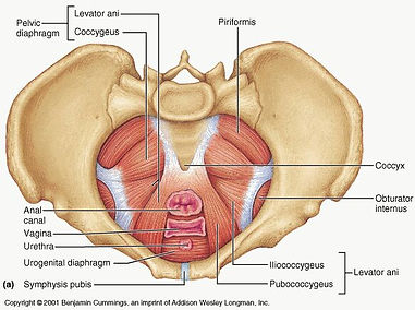 Levator-ani-muscle-anatomy.jpg