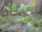 Salal