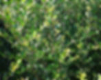 Ilex C