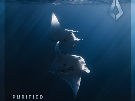 Verbala returns to Purified with Nami