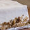 Thumbnail: Close-up view of frosted cake with visible nuts and Tabora Farms.