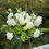 Thumbnail: Green and White Arrangement