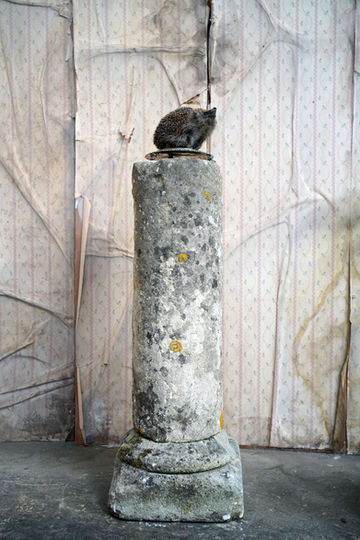 Eternally exploring, a small taxidermy European hedgehog raises his nose to the world. Seated on an 1890 Mappin and Webb silver plated stand. Part of the Doe & Hope X Hannah Matthews collection.