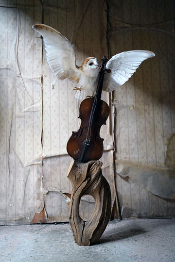 Stag Horn Oak with a naturally formed hollow holds an antique violin on which a Taxidermy Barn Owl with spread wings stands by one foot. Part of the Doe & Hope X Hannah Matthews collection.
A10:620097/01