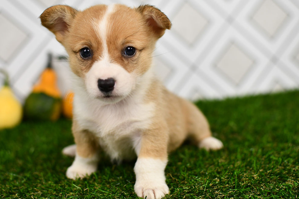 Jake Corgi Puppy For Sale In Indiana