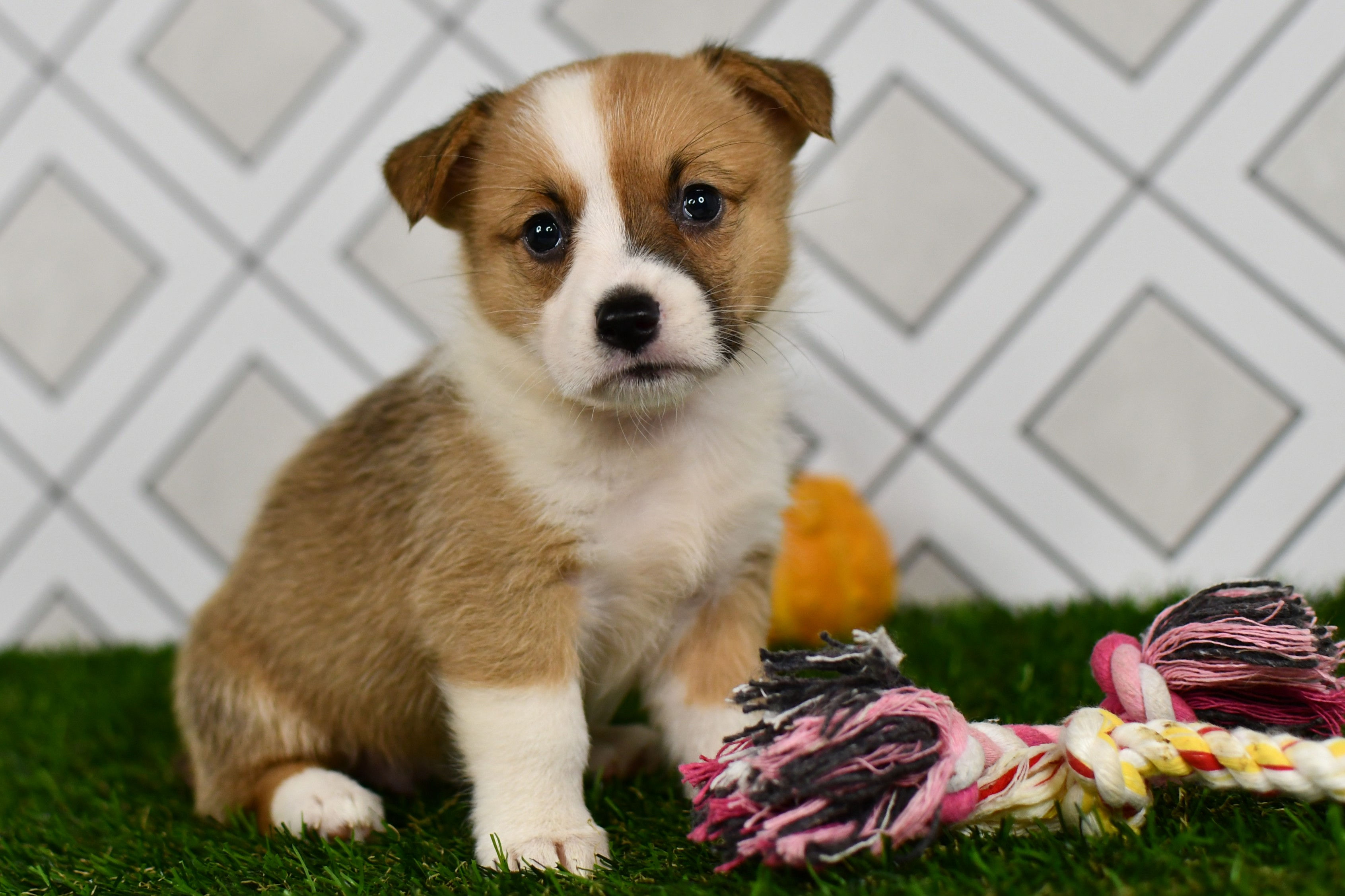 Piper Corgi Puppy For Sale In Indiana