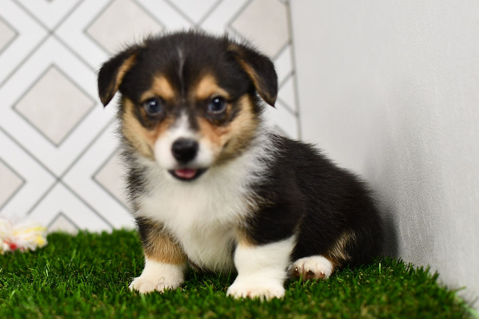 Tri Color Corgi Puppy For Sale Indiana