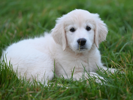 English Cream Golden Retriever puppy for sale