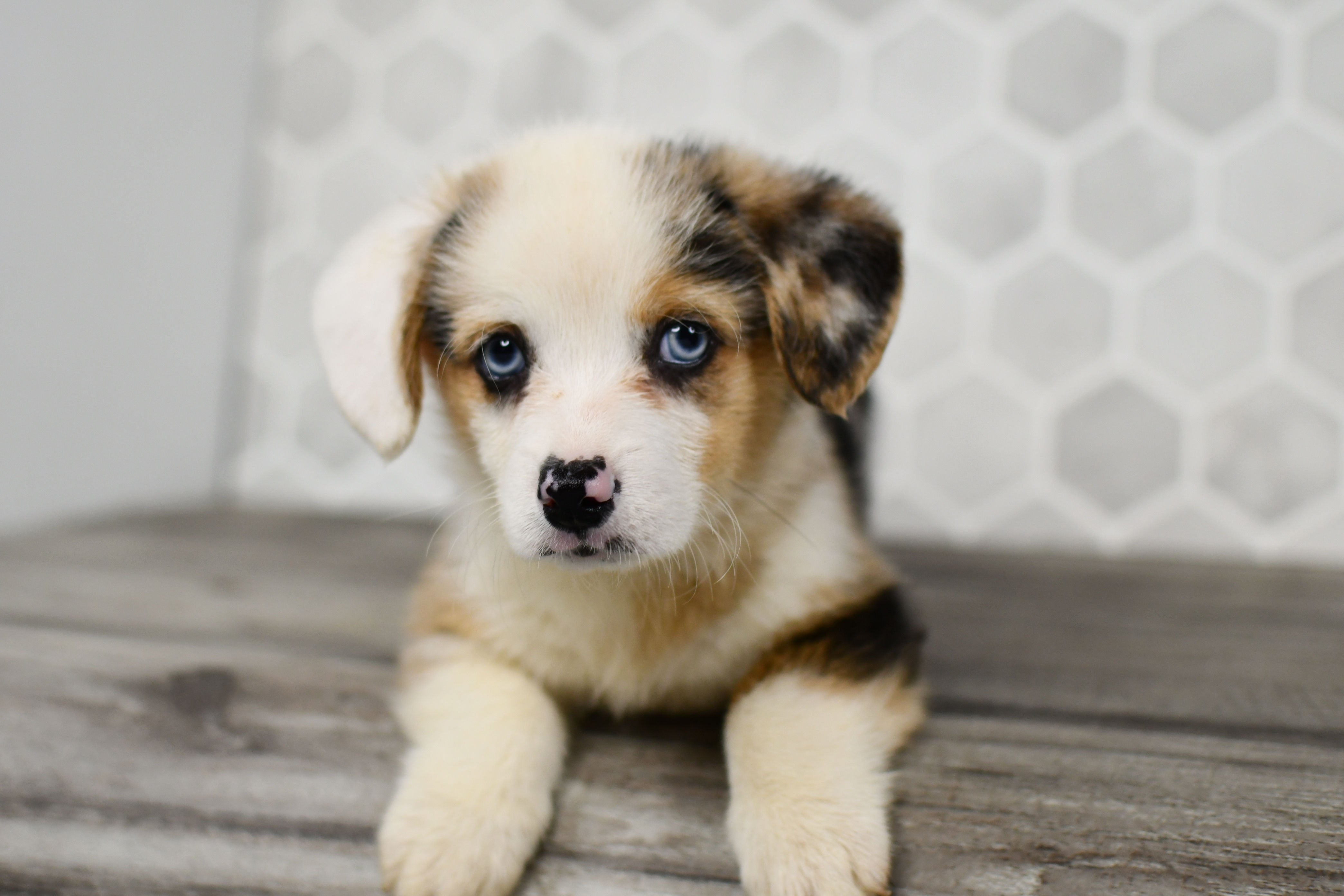 Blue Merle Corgi Puppy For Sale Indiana