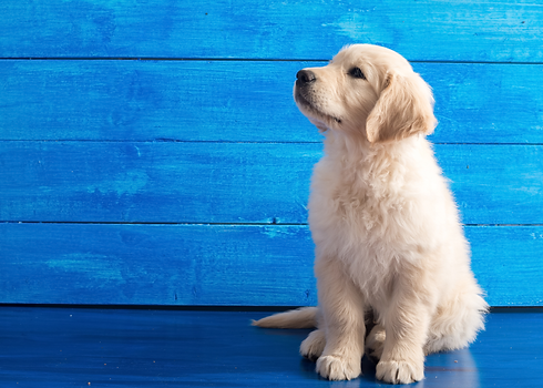 English Cream Retriever Puppy For Sale