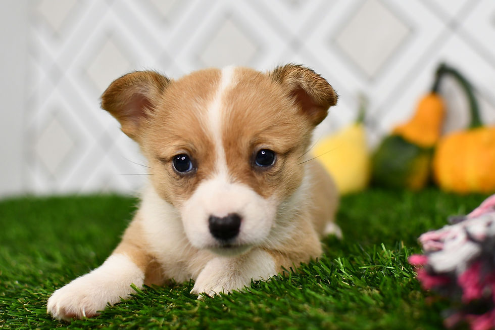 Jake Corgi Puppy For Sale In Indiana
